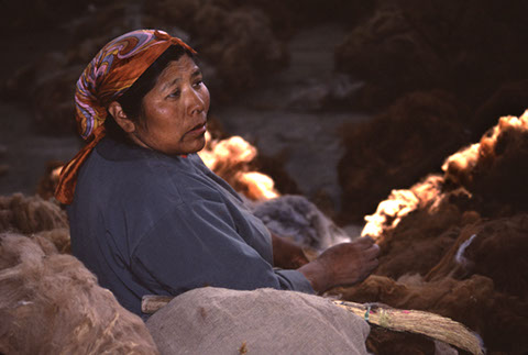 Alpaca Sorting Woman 2 - Mark Dodge