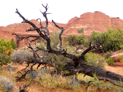 A Rainy Day in Arches National Park - Mark Dodge
