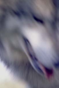 Grey Wolf in Motion - Mark Dodge