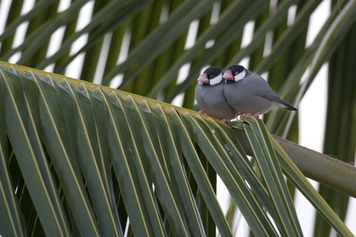 Bonded Java Sparrows - Mark Dodge