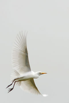 Lone Egret - Mark Dodge