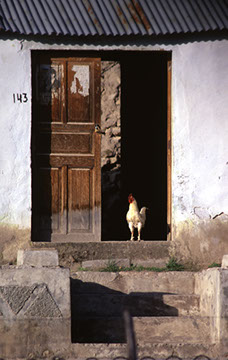 Sentinel - Yanque, Peru - Mark Dodge