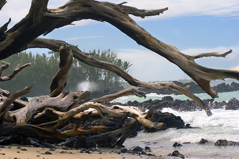 Puako Surf - Vicki Dodge